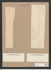 Pleurosigma angulatum strigosum (Queck.) W.Sm. (de-Toni-Nr.: Genus 13, Species 1001) Zeichnungen Sammlung Grunow Nr. 2030 (NHMW-BOT-W0368882)